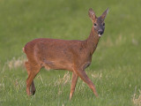 Roe doe getting suspicious and moving off