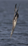 Gannet 1st w Fife Ness 20th September 2007