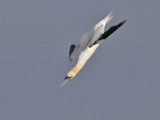 Gannet  Fife Ness 24th September 2007