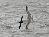 Manx Shearwater Fife Ness 28th September 2007