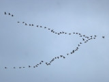 Pink-footed Geese Fife Ness 4th October 2007