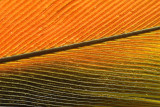 Parrot Feather