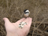 Black-Capped Chickadee