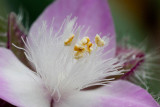 3-Petal Flower