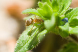 Tiny Blue Flower and Ant