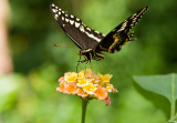 Eastern Black Swallowtail