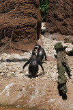 Penguins