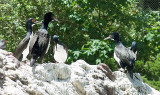 Cormorants