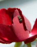A Spider on a Rose