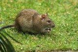 Rat in my backyard,  you dont believe its popularity !!!