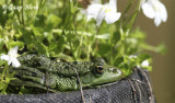 Groene Kikker / Green Frog / Rana esculenta