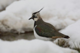 Lapwing Vanellus vanellus priba_MG_9674.jpg