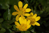 Lesser Celandine Ranunculus ficaria lopatiasta zlatica_MG_9436-1.jpg