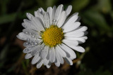 Lawn daisy Bellis perennis marjetica_MG_9063.jpg