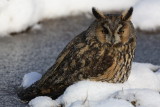 Long-eared owl Asio otus mala uharica_MG_5504-1.jpg