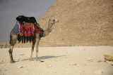 Rest on the camel poitek na kameli_MG_2749-1.jpg