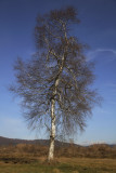 Silver birch Betula pendula navadna breza_MG_5288-1.jpg