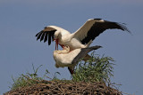 White stork Ciconia ciconia bela torklja_MG_1690-1.jpg