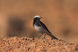 Mourning Wheatear Oenanthe lugens alobni kupar_MG_4980-1.jpg