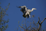Grey heron Ardea cinerea siva čaplja_MG_2275-1.jpg