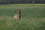 Roedeer Capreolus capreolus srnjak_MG_2674-1.jpg