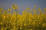 Field with Wild Turnip oljna repica_MG_2617-1.jpg