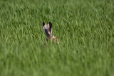 Brown hare Lepus europaeus poljski zajec_MG_2625-1.jpg