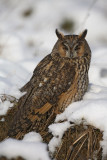 Long-eared owl Asio otus mala uharica_MG_5620-1.jpg
