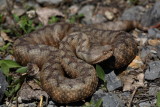  Nose-horned viper Vipera ammodytes modras_MG_3134-1.jpg