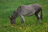Donkey osel_MG_3325-1.jpg