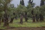 Olive trees oljka_MG_3328-1.jpg