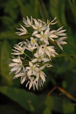 Ramson Allium ursunum ema_MG_3202-1.jpg