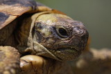 Hermanns tortoise Eurotestudo hermanni boettgerii grka elva_MG_3870-1.jpg