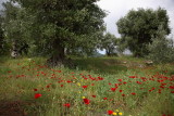 Olive trees and  poppies oljka in mak_MG_3905-1.jpg