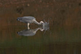 Grey heron Ardea cinerea siva čaplja_MG_0443-1.jpg