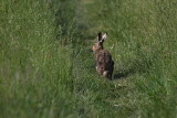 Brown hare Lepus europaeus poljski zajec_MG_5370-1.jpg