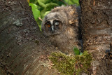 Young Long-eared owl mladi male uharice_MG_5512-1.jpg