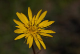 Meadow salsify Tragopogon pratensis kozja brada_MG_5666-1.jpg
