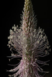 Hoary plantain  Plantago media srednji trpotec_MG_5826-1.jpg