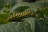 Swallowtail Papilio machaon lastovičar_MG_5867-1.jpg