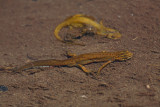 Smooth newt Lissotrition (Triturus) vulgaris meridionalis robati (navadni) pupek_MG_6011-1.jpg