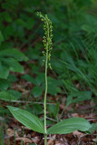 Common twayblade Listera ovata jajastolistni muhovnik_MG_6092-1.jpg
