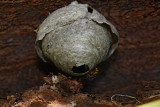 Wasps nest osje gnezdo_MG_6065-1.jpg