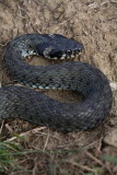 Grass snake Natrix natrix belouka_MG_6738-1.jpg