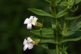 Hedge hyssop Gratiola officinalis boja milost_MG_6578-1.jpg