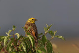 Yellowhammer  Emberiza citrinella rumeni strnad_MG_7954-1.jpg