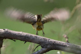 Yellowhammer  Emberiza citrinella rumeni strnad_MG_7894-1.jpg