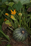 Oilseed pumpkin Cucurbita pepo oljna bua_MG_8603-1.jpg