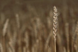 Wheat Triticum aestivum penica_MG_8584-1.jpg