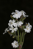 White campion Silene latifolia  beli slizek_MG_8559-1.jpg
